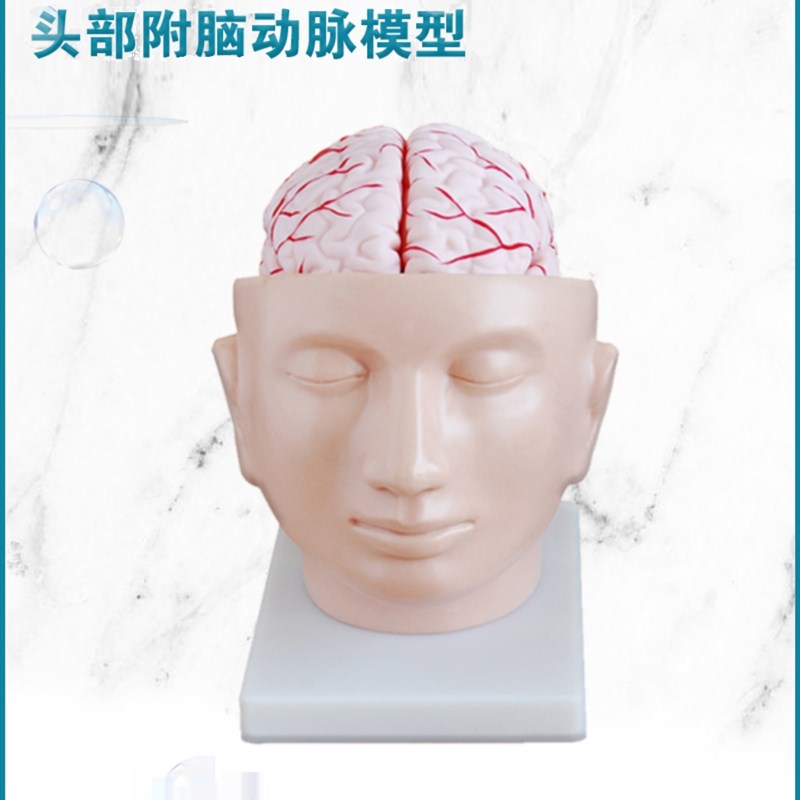 弘模头部附d脑动脉模型自然大小可分成9件教学彷真人体颅内结构模