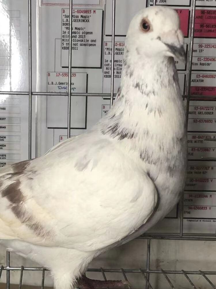 信鸽活体鸽子银王鸽雨点鸽子活物鸽苗青年鸽红二线鸽子赛鸽家养鸽