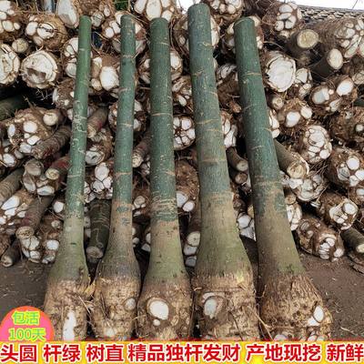 发财树步步高升五辫大树桩树苗室内客厅招财旺宅花卉绿植物盆栽树