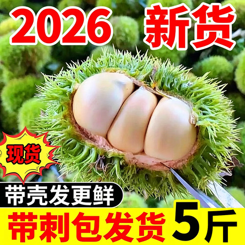板栗生新鲜栗子刺球2026新鲜白壳板栗嫩板栗5斤云南油栗大粒