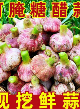 云南紫皮三丫蒜蒜头新鲜独头蒜