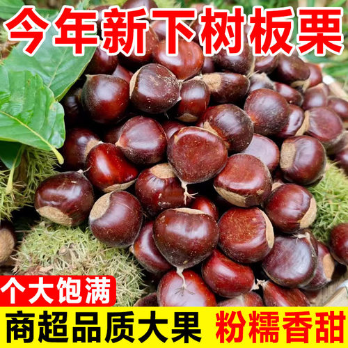 板栗易剥皮26新货云南新鲜生迁西板栗农家自种高山正宗油板栗现货