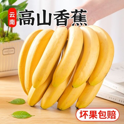 正宗云南高山香蕉甜糯香浓青皮香蕉9斤装整箱绿皮甜蕉banana水果