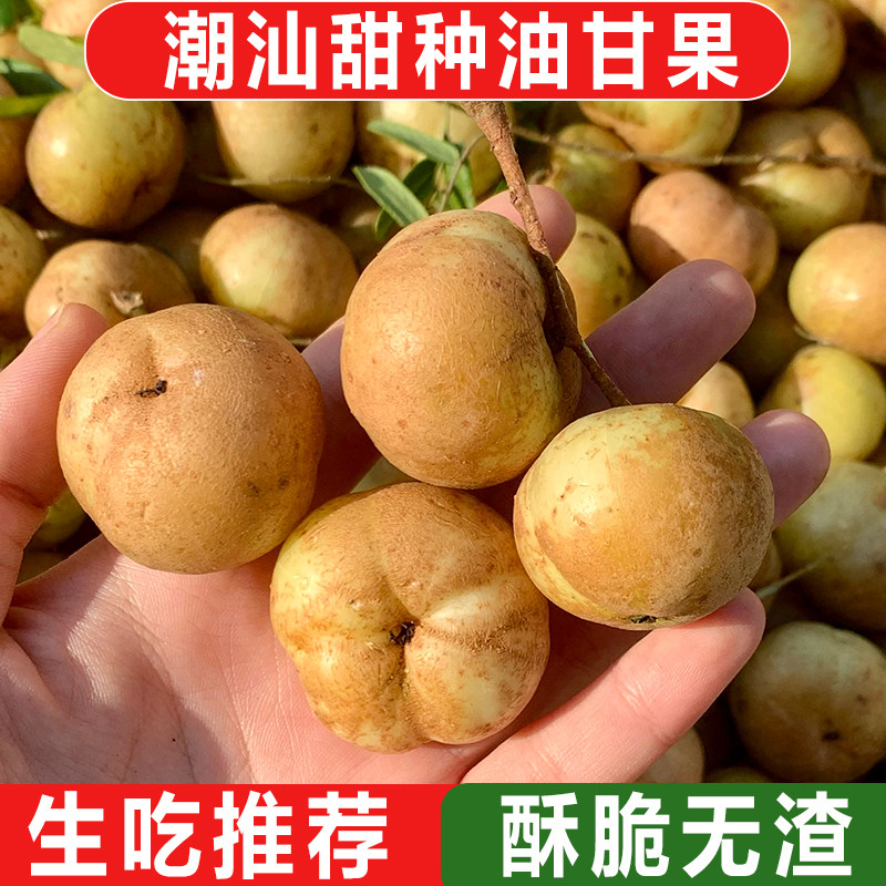 柿饼甜种油甘包邮 潮汕新鲜现摘油甘果余甘果 油甘子滇橄榄油柑子