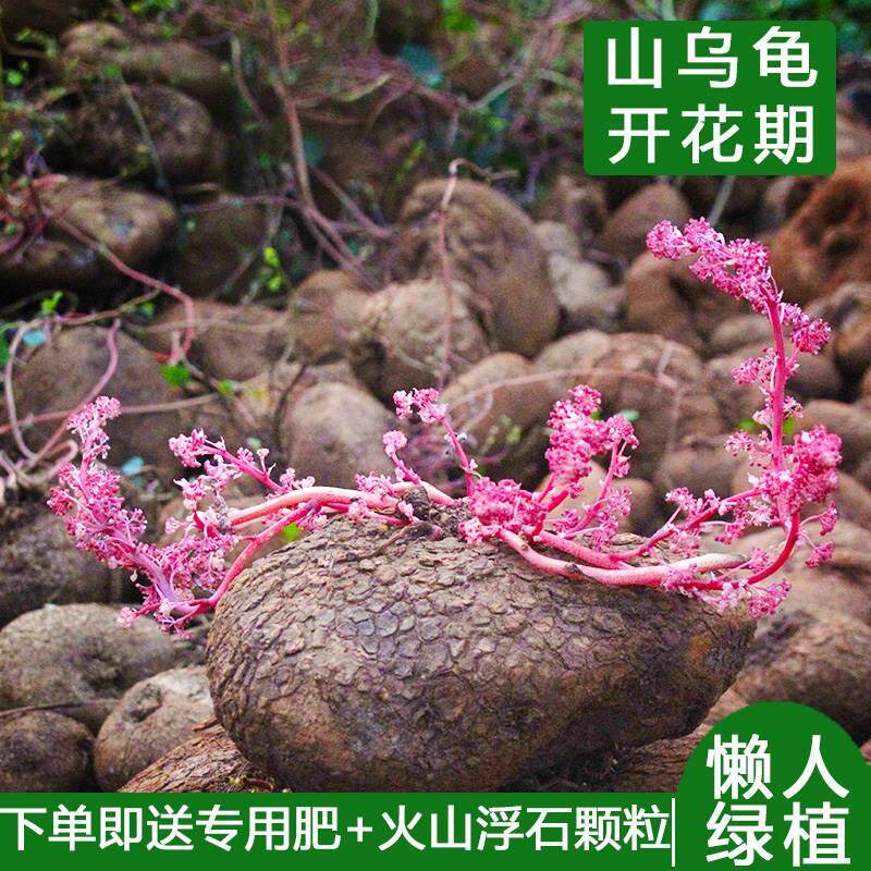 云南多肉红藤山乌龟金不换植物办公室内圆叶花卉盆栽水培爬藤绿植