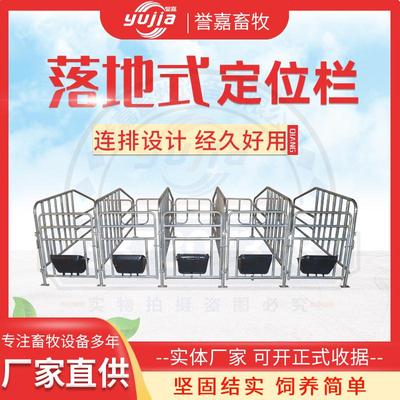 极速母猪定位栏 母m猪限位栏 落地栏 母猪产床 保育床 猪场设备