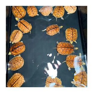 新品川正宗钱龟 三m钱线闭壳龟 稀有观赏金乌龟南石金龟活物海南