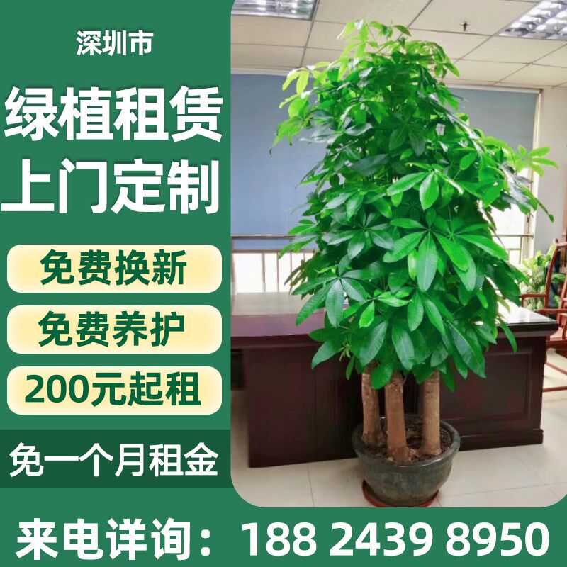 极速深圳绿植租赁花卉租赁绿植租摆 植物租赁办T公室绿植大型绿植
