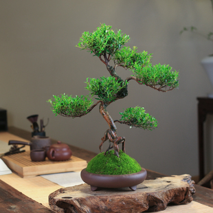 赤楠老桩盆景造型q小叶植物客厅室内桌面好养常绿庭院树桩送 新品