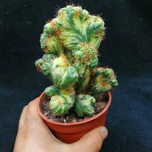 极速彩山影锦仙人掌 五指山类型的仙人掌 彩山影拳仙X人山 仙人山