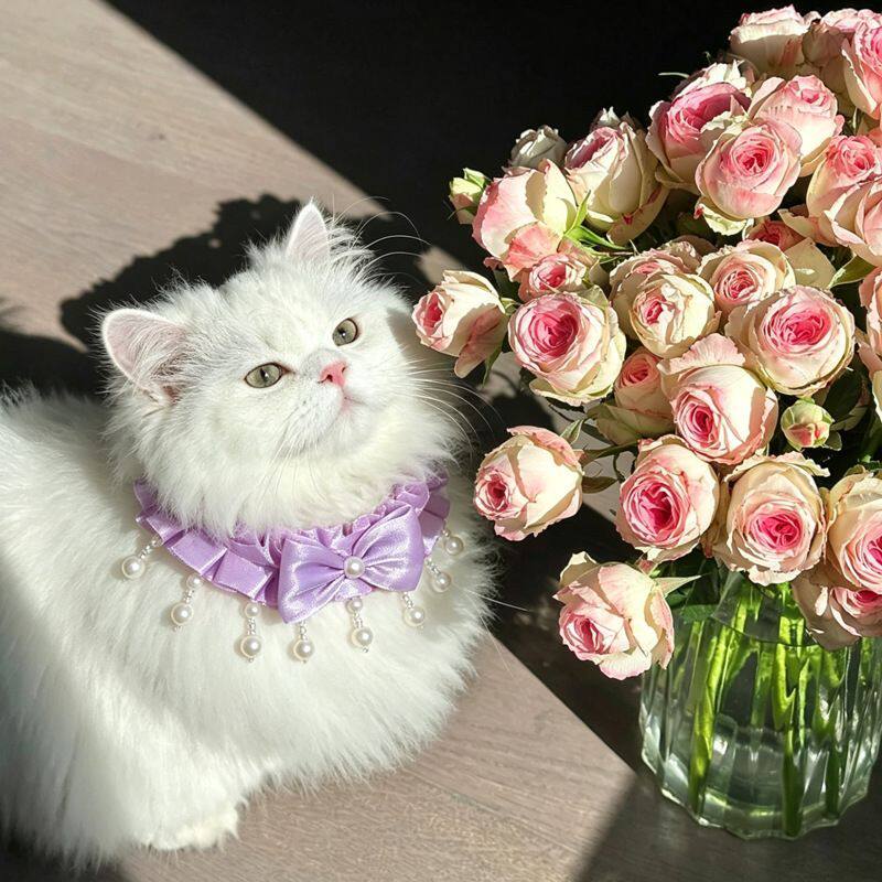 爆款可调节宠物珍珠蝴蝶结项圈猫咪公主脖圈狗狗领带颈项圈
