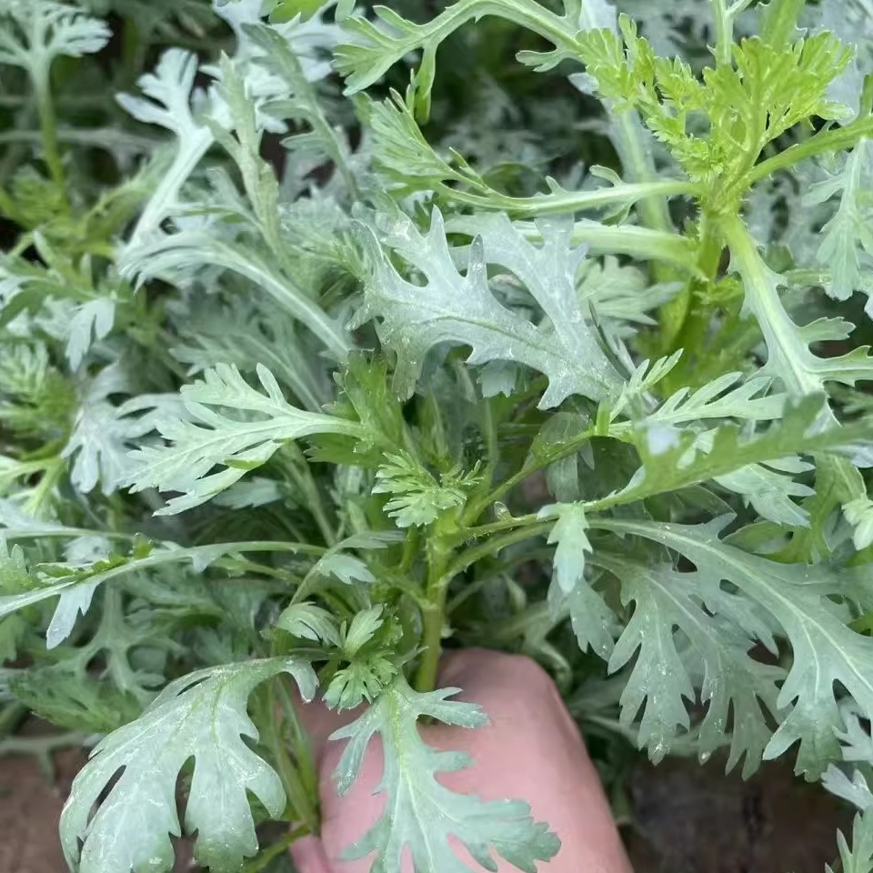 农家种植新鲜茼蒿1斤3斤4斤