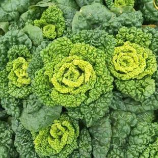 露天霜打黄心菜3斤5斤现砍现发黄心乌泡泡菜涮火锅清炒无筋无丝