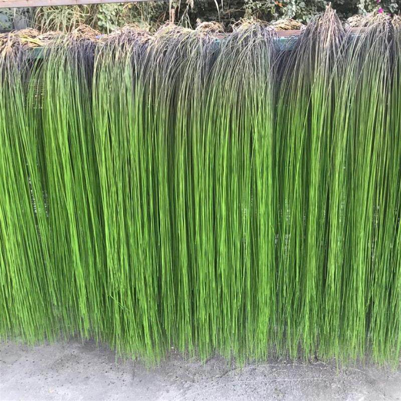 仿真植物垂挂柳叶丝柳条垂柳树装饰造型鱼丝P长水草摄影绿植假草