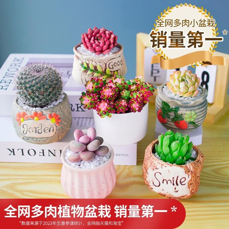 多肉植物a组合室内小盆栽玉露桃蛋带陶瓷花盆土老桩高端仙人球绿