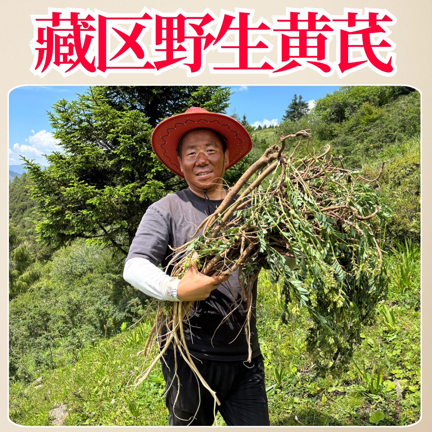 藏区正宗野生黄芪大片中药材正品切片泡水的功效养生茶比甘肃浑源