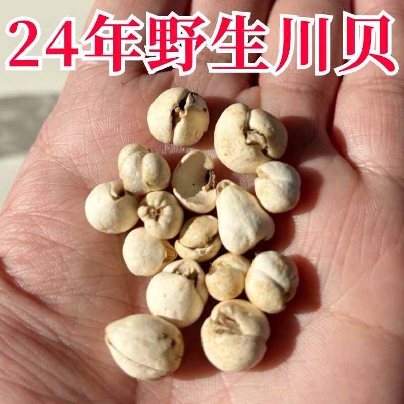 四川阿坝州纯野生川贝母正品中药材松贝青贝炉贝50g珍珠贝母西藏