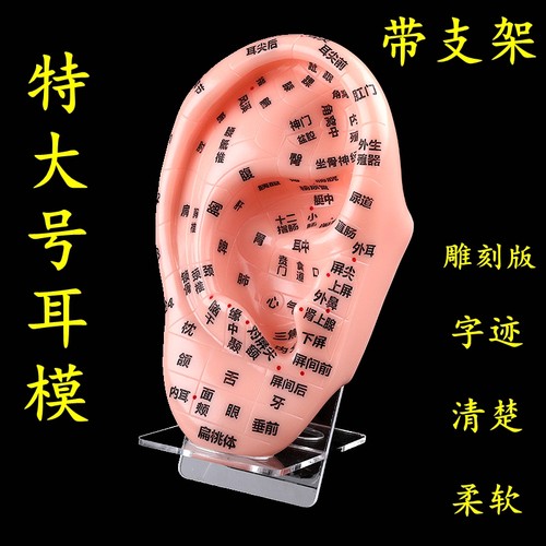 中医针灸耳模型反射区按摩多穴位