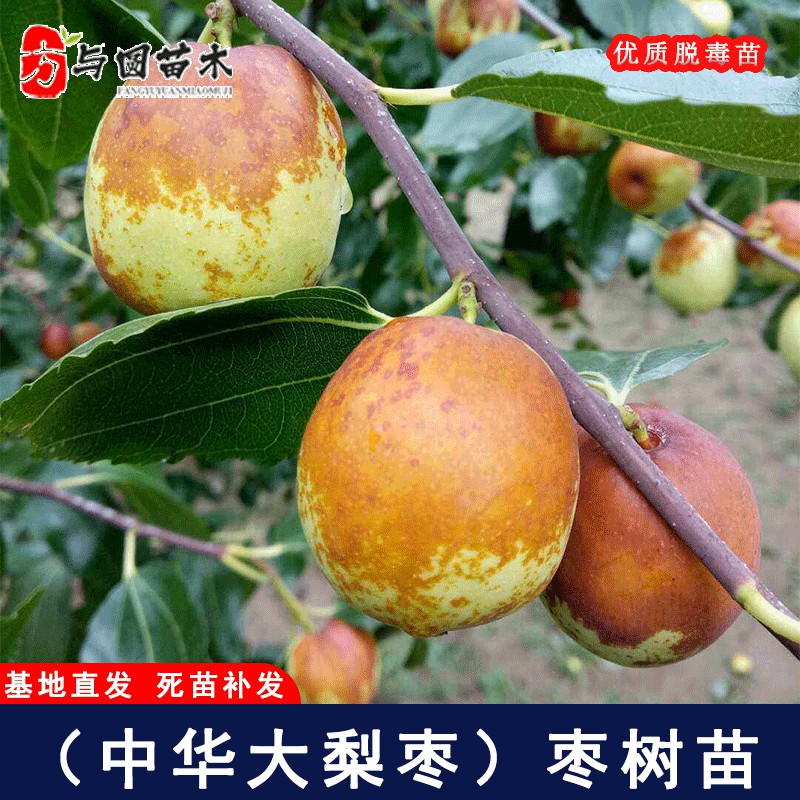 嫁接中华大梨枣树苗特大脆甜枣树活苗盆栽庭院地栽南北方当年结果