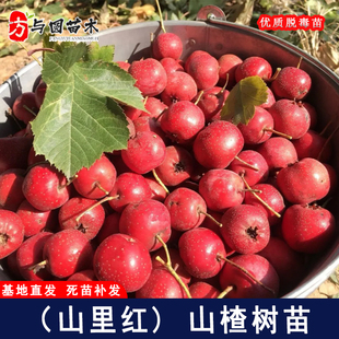 嫁接山里红山楂树苗耐寒甜山楂苗庭院盆栽地栽种植果树苗当年结果