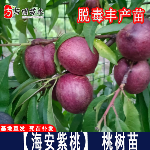 嫁接如皋海安紫桃苗紫油桃苗红肉酸甜血桃树盆栽地栽果树当年结果