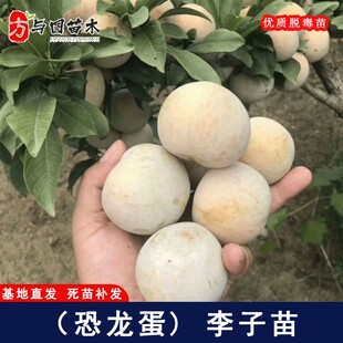 嫁接红肉恐龙蛋李子树苗红心晚熟李子苗南北方种植当年结果果苗