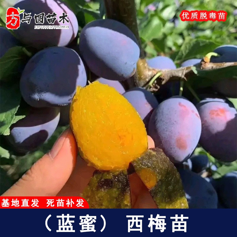 新疆西梅树树苗嫁接耐寒蓝蜜西梅苗法兰西李盆栽庭院地栽当年结果