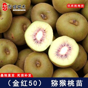嫁接杨氏金红50猕猴桃苗红心奇异果树苗盆栽地栽果树果苗当年结果