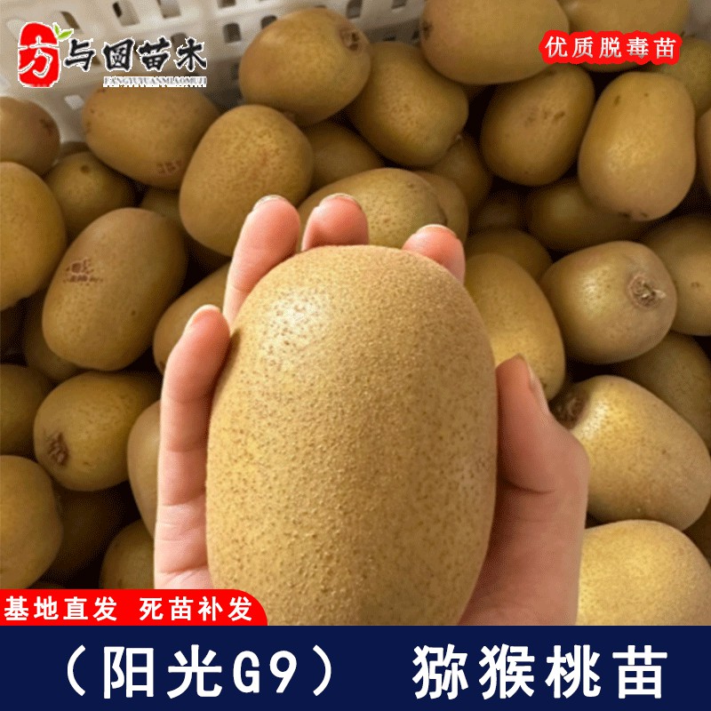 嫁接阳光金果G9猕猴桃苗黄心猕猴桃树盆栽地栽果树苗猕猴桃树果苗