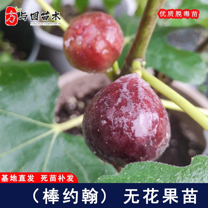棒约翰无花果苗耐寒紫色无花果树果苗盆栽地栽庭院种植当年结果