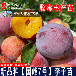 嫁接国峰七号李子树苗特大耐寒李子树果苗南北方庭院种植当年结果