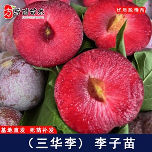 嫁接三华李李子树苗钱排银妃早熟酸甜南北方种植当年结果果树果苗
