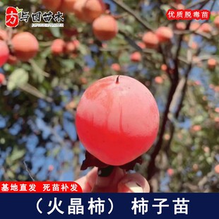 火晶柿子树苗南方北方地栽庭院果苗嫁接红灯笼火罐柿子苗当年结果