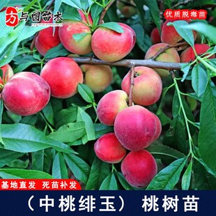 嫁接中桃绯玉桃树苗早熟红桃苗庭院盆栽地栽果树桃树果苗当年结果