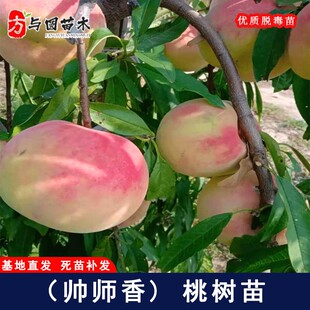 嫁接帅师香桃树苗特大沂蒙霜红二代冬桃树盆地栽种植果树当年结果