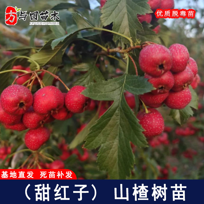 嫁接甜红子山楂树活苗甜口小山楂苗当年结果南北方种植果树果苗