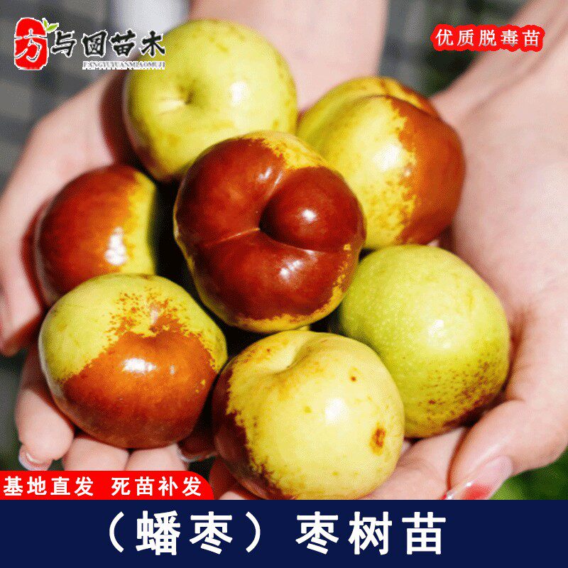 枣树活苗贵妃蟠枣沾化冬枣树苗特大盆栽地栽南北方种植嫁接枣树苗