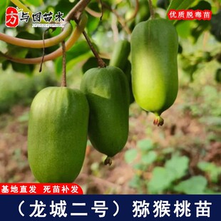 嫁接龙城二号软枣子猕猴桃苗耐寒抗冻爬藤奇异莓软枣猕猴桃树果苗