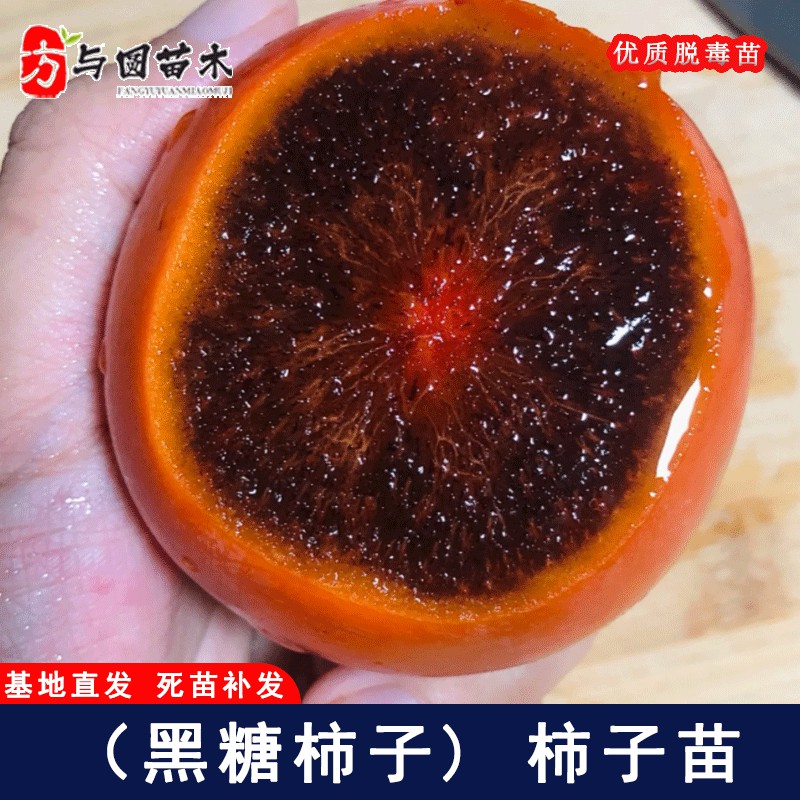 嫁接日本和歌山黑糖柿子树苗无核甜脆柿子苗盆栽庭院地栽当年结果