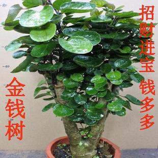 金钱兜圆叶福禄桐钱树盆栽室内客厅发财树老桩盆景摇钱树绿植花卉