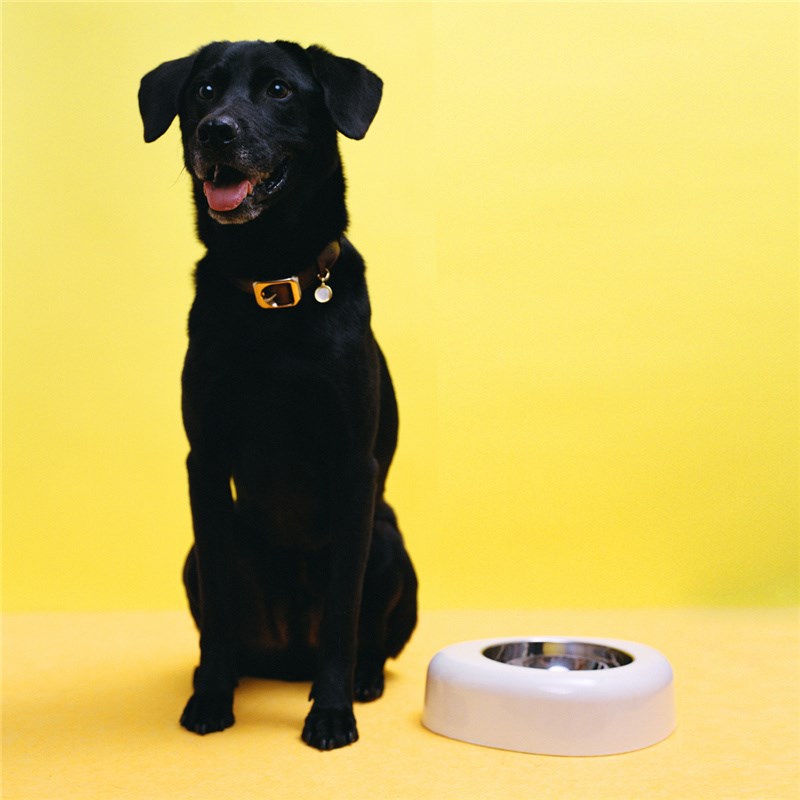 jacques wei pets设计师店2023aw萨R摩亚造型竹纤维宠物碗