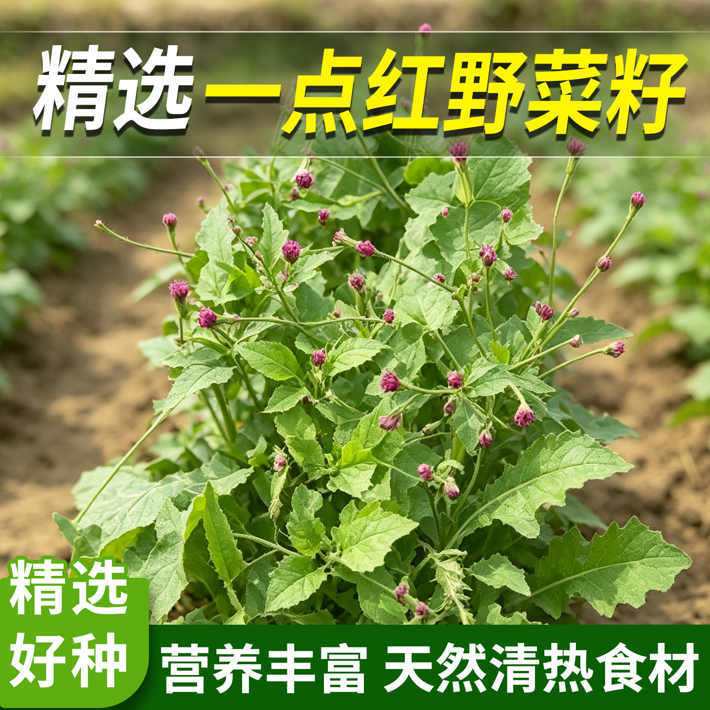 一点红羊蹄草四季播食用野菜种子图片