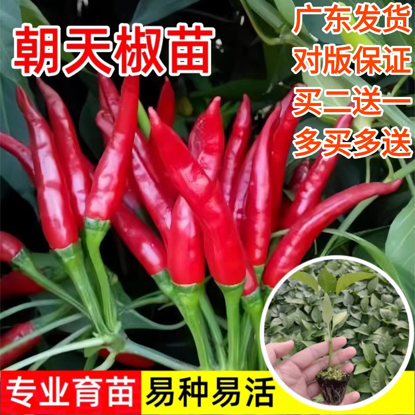 带土朝天椒苗广东直发阳台种植图片