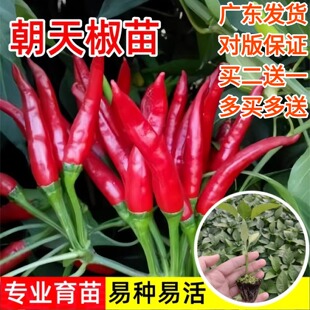 朝天椒椒苗秧苗朝天椒种苗季 超辣广东苗场直发带土粗苗阳台辣椒苗