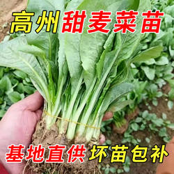 正宗广西博白花芽麦菜苗高州甜麦菜苗柳叶空心菜苗四季阳台可盆栽