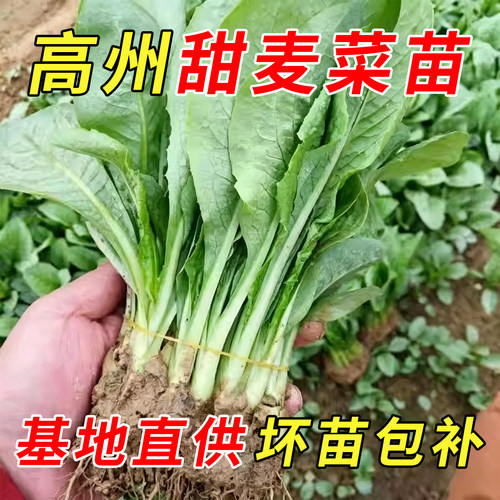 正宗广西博白花芽麦菜苗四季阳台