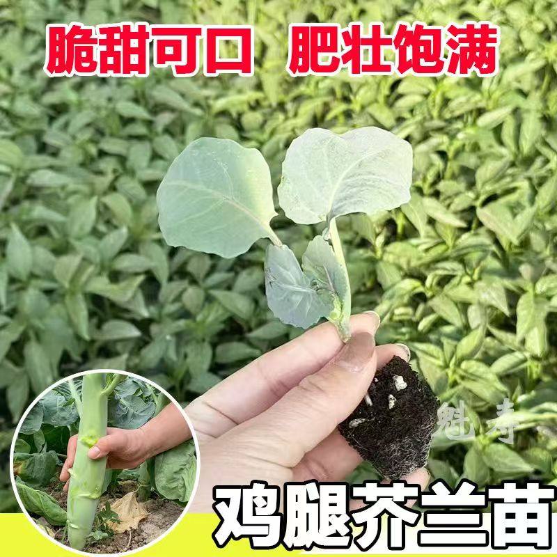广东鸡腿芥兰苗秧苗种子割了又长菜种子四季种籽甜脆芥蓝菜阳台苗,鲜花速递/花卉仿真/绿植园艺,种苗/半成品盆栽,淘宝优惠券,粉丝福利购,淘宝优惠卷