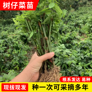 树仔菜广东潮汕菜新鲜树仔菜盆栽树仔菜苗海南野菜苗天绿香守宫木