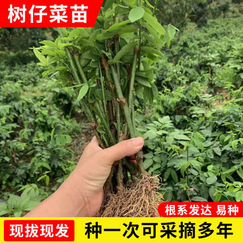 树仔菜海南野菜苗广东潮汕菜盆栽