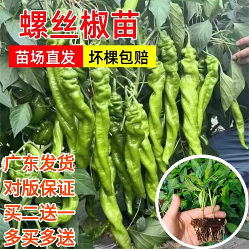 香辣螺丝椒苗带土特辣阳台盆栽